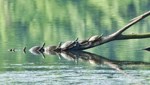 turtles on a log in a river