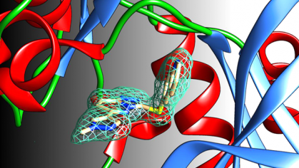 Graphic image of a protein