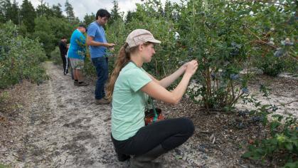  Entomology post doc student Elvira DeLange inspects blueberries at the Marucci Center for Blueberry and Cranberry Research