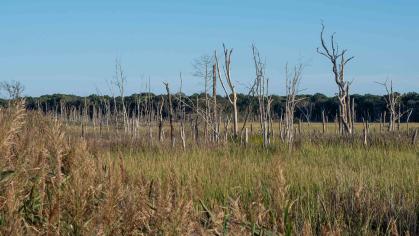 forest with dead trees 